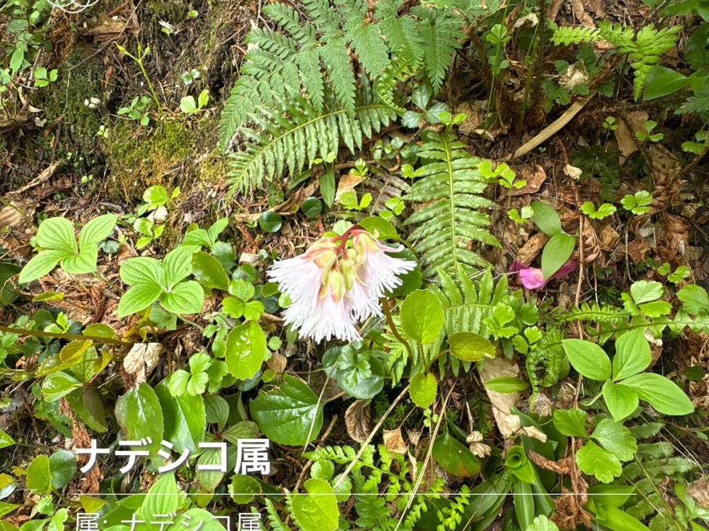 爺ヶ岳 ナデシコ