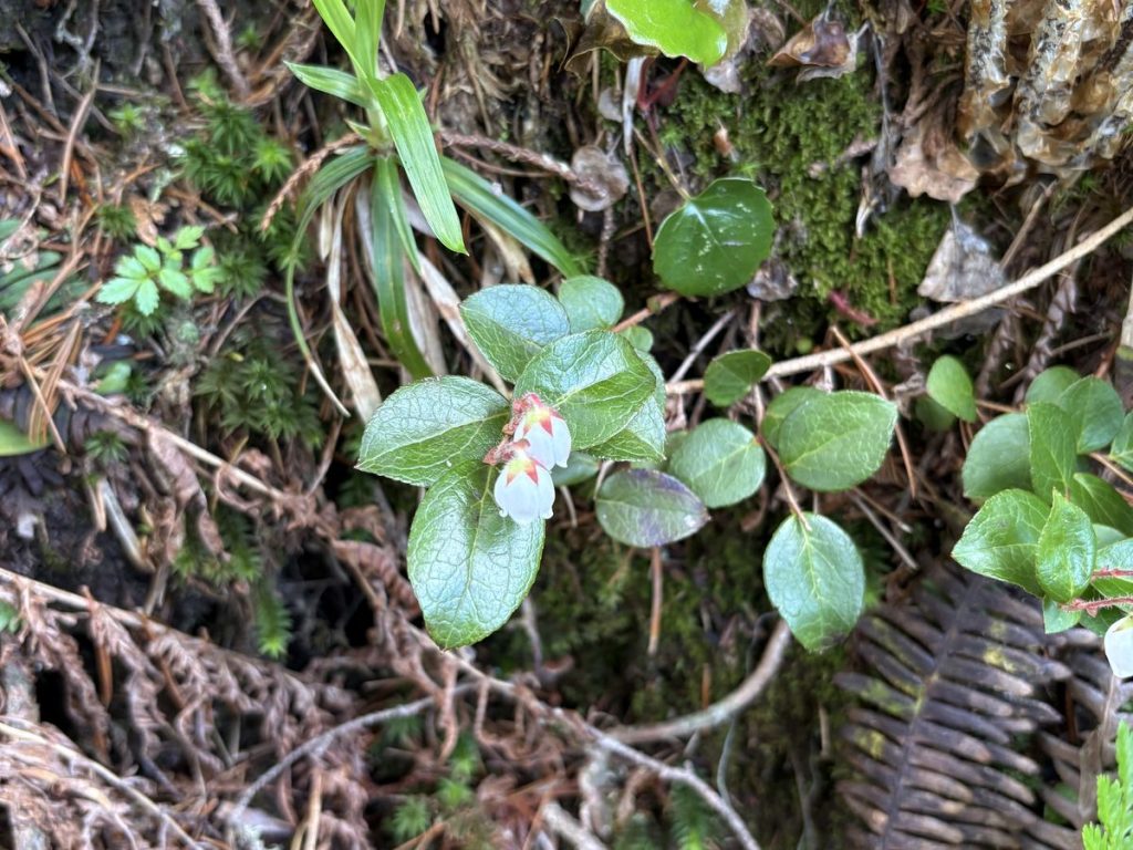 爺ヶ岳 アカモノ