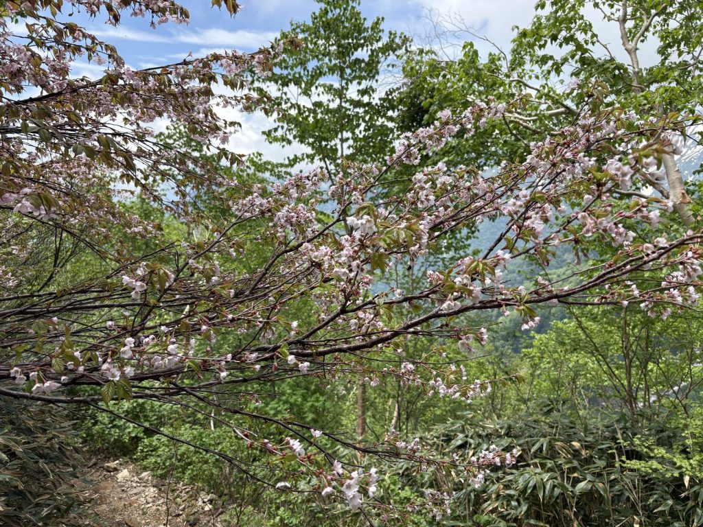 爺ヶ岳 桜