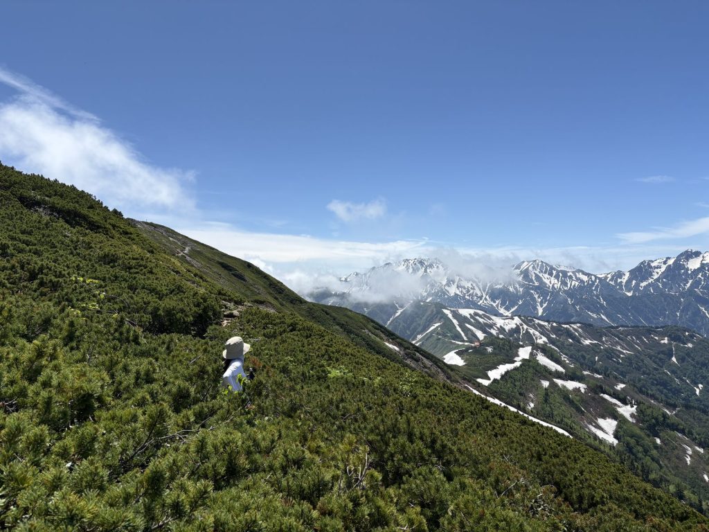 爺ヶ岳 ハイマツ