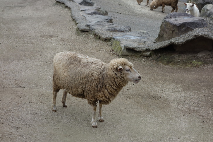 大山トムソーヤ牧場 羊