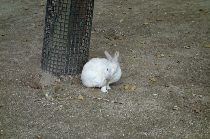 海の中道海浜公園 動物の森 ウサギ